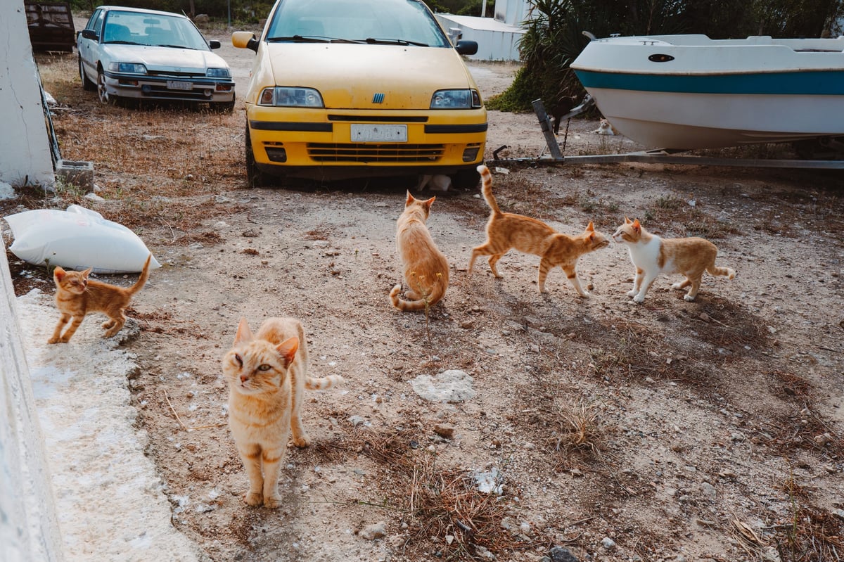 Summer Secrets: The Baths of Helen of Troy — gallery image